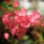Begonia Magic Lantern