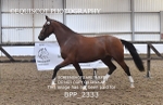 BPP_2333