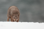 Arctic Fox stares ahead, Hornstrandir, Iceland