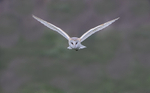 Barn Owl