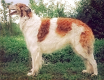CH APRAKSIN (CH Majenkir Novik Mily x CH Miskat Tzarai)