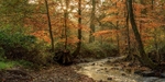 Autumn at Wenchford