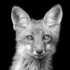 Red Fox Kit--Monochrome