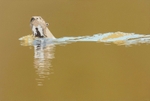 Ariranha I / Giant otter I