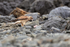 Chimango Caracara scavenging for food, Chile