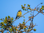 Blue Tit