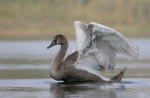 Cygnet, Angel Wings
