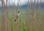 Paddyfield Warbler