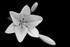 Lily 52