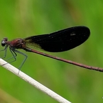 Copper Demoiselle (Calopteryx haemorrhoidalis) M