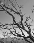 Mountain Tree