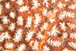 Botryllus schlosseri