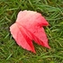 Lone leaf