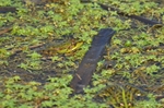 Marsh Frog