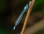 Common Blue Damselfly