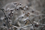 Winter Flowers FL069