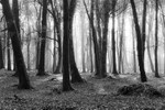 Dereen Woods, Ireland.