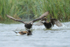 Long-tailed Ducks (male) fighting, Iceland