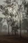 Drysdale gums shrouded in mist