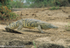 Nile crocodile