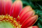 Flowers Set 04 - 17