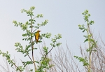 Golden Oriole