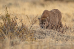 Dominant male Puma Dark advances menacingly, Torres del Paine, Chile