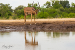 Impala at Waterhole 1