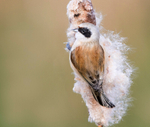 Male Penduline Tit