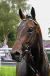 280726-Race 4-Vega King-1040