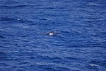 Fin Whale