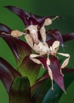 Stick Insect