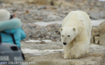 A polar bear and a turist.