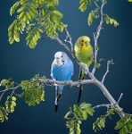 Budigeers, Parakeets