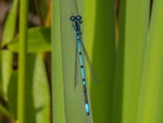 Azure Damselfly