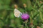 Common Blue