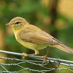 Willow Warbler