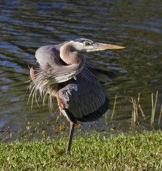 Great Blue Heron _0021