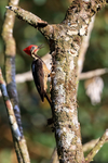 Lineated Woodpecker (male), open bill, Costa Rica