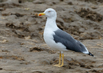Lesser Black-backed Gull 1