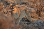 Puma Petaca early morning sunshine, Torres del Paine, Chile