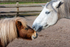 Highland Pony and Shetland Pony - DSC_0882