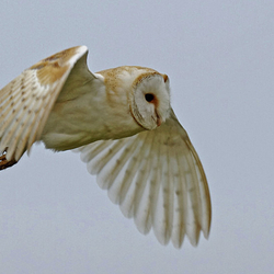 Barn Owls