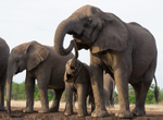 Elephant Baby 17