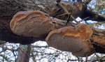 Cushion Bracket