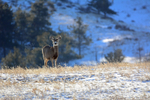 Doe On Alert