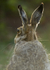 Brown Hare ref bh 1