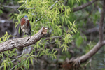 Green Heron waiting, Venice Rookery, Florida