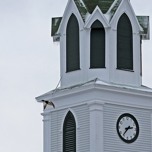 A mallard flies by St. Paul's Anglican Church in Rothesay, New Brunswick