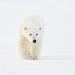 Polar Bear cub head-on, Svalbard, Norway